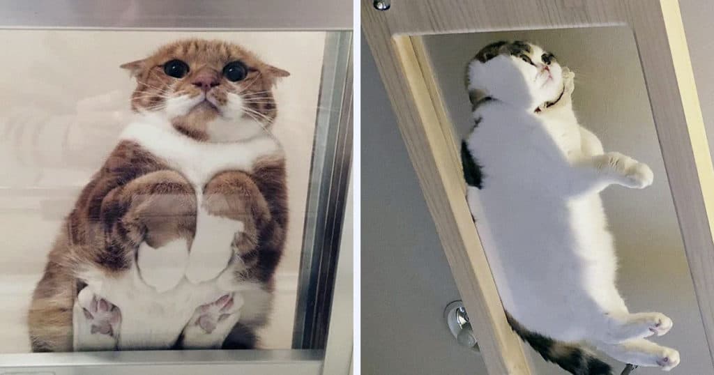 Mutatunk 20 okot, hogy miért kell minden macska tulajdonos lakásába egy üvegasztal