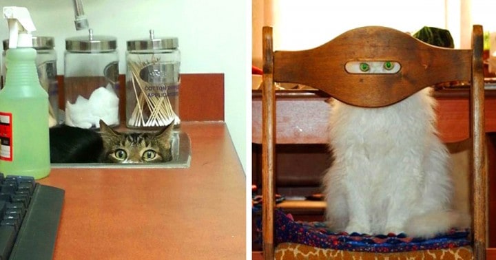 Ez a 20 kép bizonyítja, hogy a macskák valójában titkos ügynökök