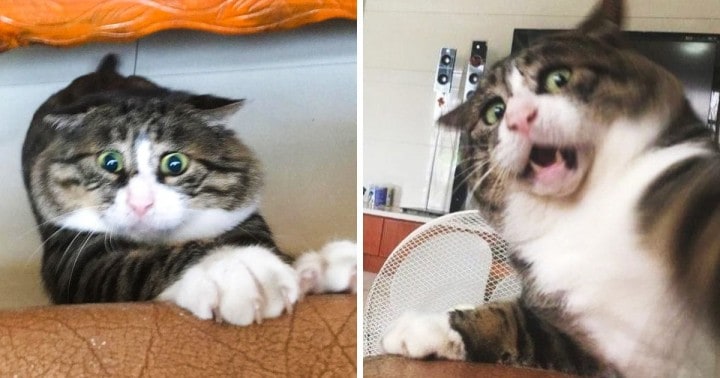 Mutatunk 17 fotót egy macskáról, akinek emberi érzelmei vannak (mentsd el magadnak rosszkedv esetére)