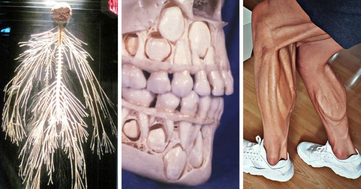 Íme 20 fénykép és videó, amely többet mond az emberi anatómiáról, mint bármely tankönyv