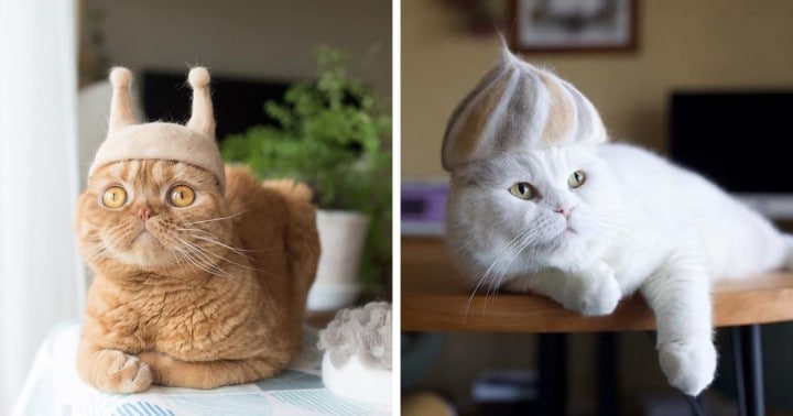 Egy macska-kalap kollekció, amelyet látnod kell még akkor is, ha egyébként nem érdekel a divat