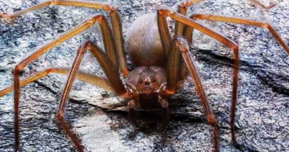 Új pókfajt fedeztek fel: csupán egyetlen csípésétől megrohad az emberi hús