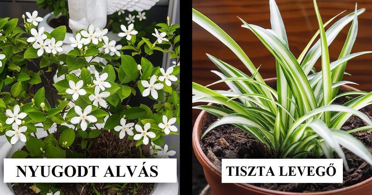 15 szobanövény ami jó hatással van az egészségünkre és környezetünkre