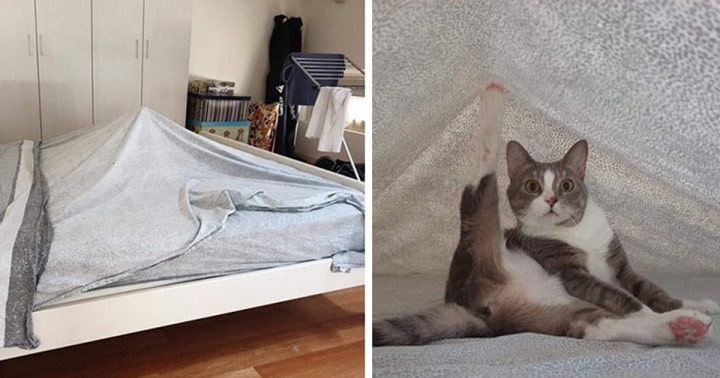 17 fénykép, amely bemutatja, milyen őrült pillanatokra kell számítani egy macska mellett