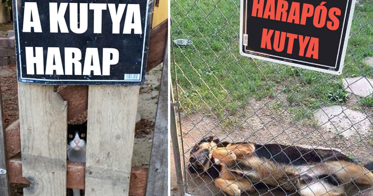 Íme 19 eset, amikor a “Vigyázz! Harapós kutya” táblát teljesen felesleges volt kirakni a kapura