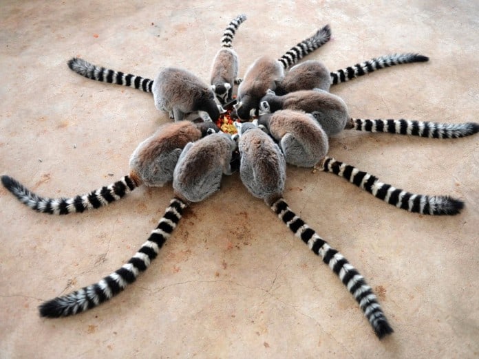 reuters-best-wildlife-animal-images-of-2015-lemurs-696x522