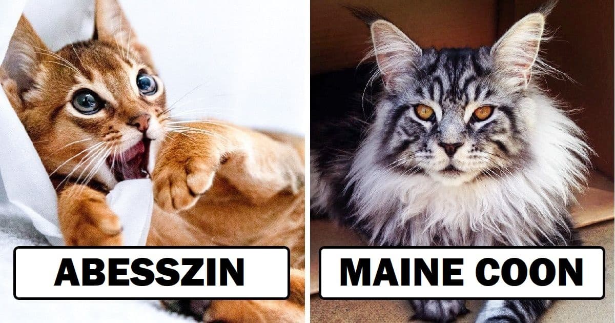 15+ macskafajta, amelyekbe még a lelkes kutyaimádók is beleszerethetnek