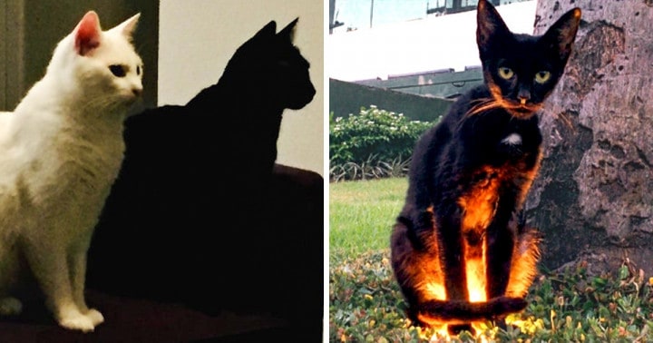 17 fotó, ami igazolja, hogy az élet nem ugyanolyan, ha van a házban egy fekete macska