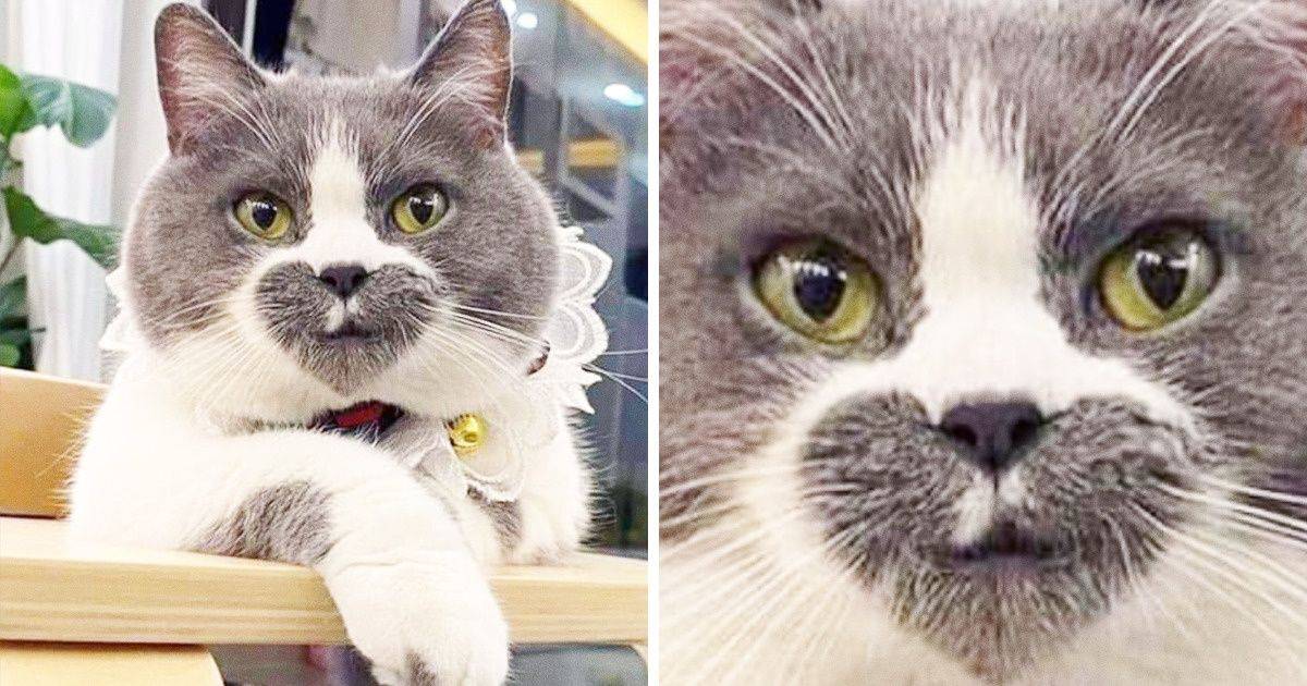 20+ macska, akiken elcsodálkozunk, hogy vajon a természet Photoshopot használt-e a megteremtésükhöz