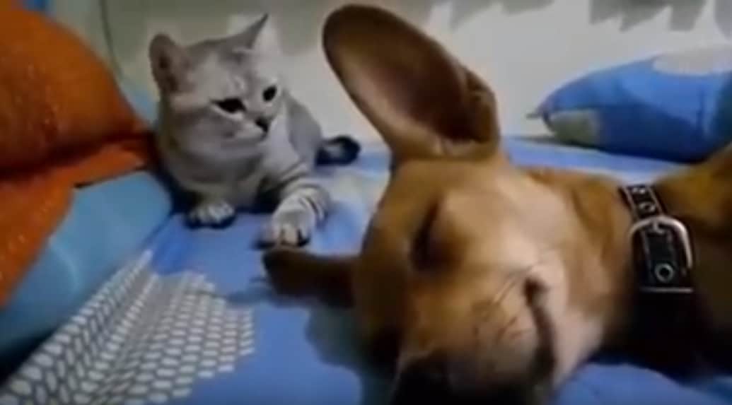 Odapukizott a macska orra alá a kutya, a reakciójától szakad a net – videó