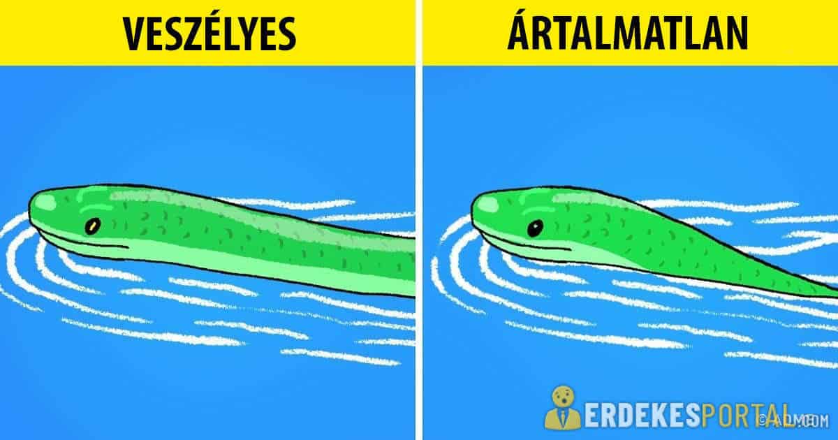 Hogyan különböztessük meg a mérges kígyót az ártalmatlantól és hogyan viselkedjünk ha látunk egyet?