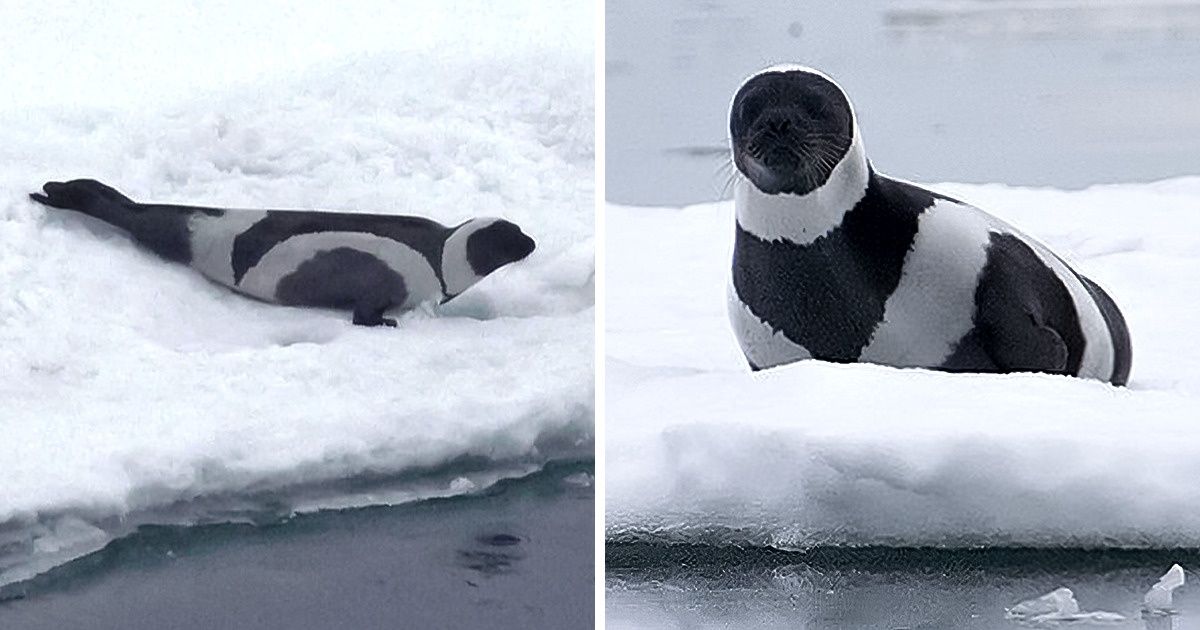 16 fekete-fehér állat, amelyek olyan lenyűgözőek, hogy elállt a lélegzetünk