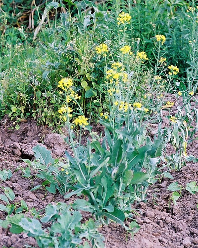 Brassica oleracea L. (BRASSICACEAE)