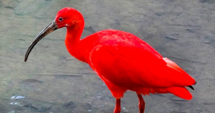 20 egzotikus madár, aki épp úgy néz ki, mintha egy másik bolygóról jött volna
