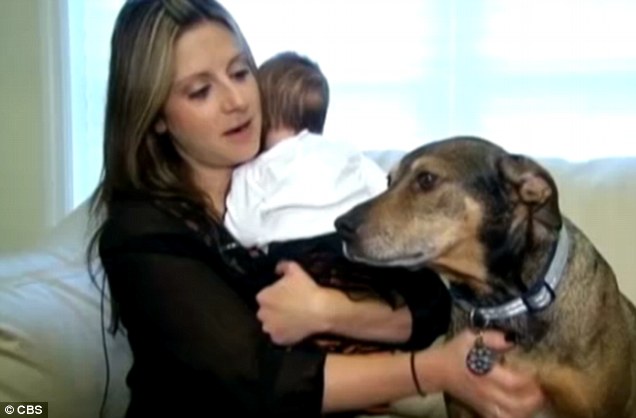 Ahogy ez a kutya észrevette, hogy a baba már nem lélegzik, azonnal intézkedni kezdett