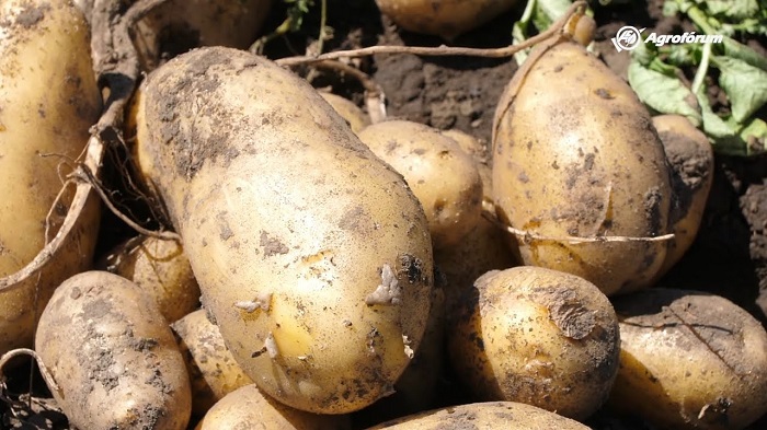 Óriási a baj – eltűnhet a magyar hagyma és krumpli?